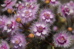 Verticordia insignis compta