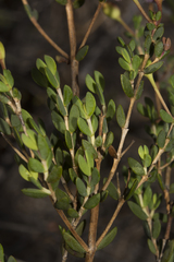 Verticordia insignis compta