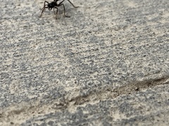 Myrmecia
