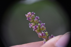 Triglochin maritima