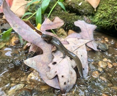 Desmognathus kanawha