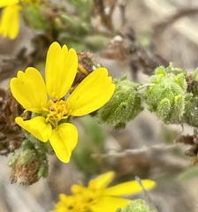 Deinandra paniculata