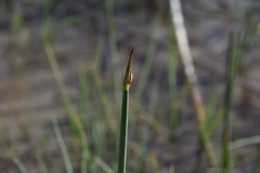 Schoenoplectus acutus