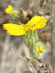 Deinandra paniculata