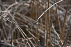 Schoenoplectus acutus