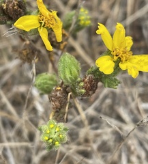 Deinandra paniculata