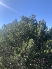 Pinus quadrifolia