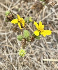 Deinandra paniculata