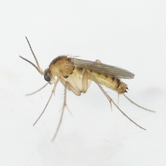 Mycetophilidae