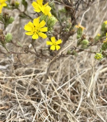 Deinandra paniculata