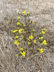 Deinandra paniculata