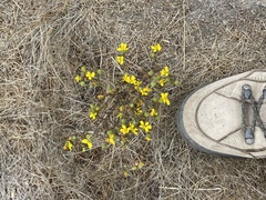 Deinandra paniculata