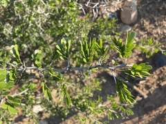 Vachellia rigidula