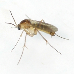Mycetophilidae