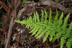 Dryopteris corleyi