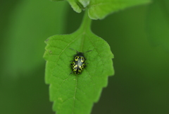 Zygogramma signatipennis