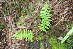 Dryopteris corleyi