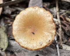 Tubaria furfuracea