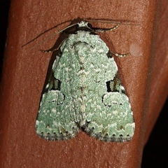 Leuconycta diphteroides