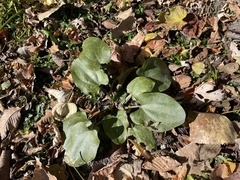 Echinodorus cordifolius