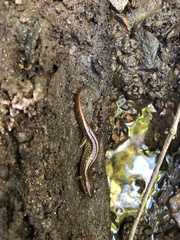 Desmognathus planiceps