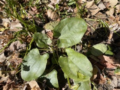 Echinodorus cordifolius