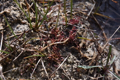 Crassula aquatica