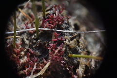 Crassula aquatica