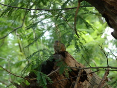 Notocitellus annulatus