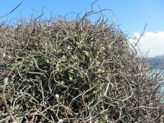 Corokia cotoneaster