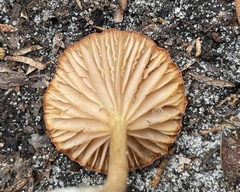 Tubaria furfuracea