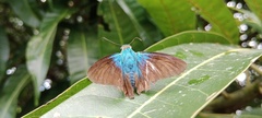 Telegonus