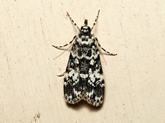 Scoparia exhibitalis