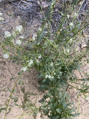 Lepidium montanum