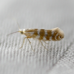 Argyresthia