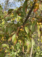 Malus hupehensis