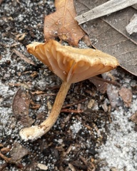 Tubaria furfuracea