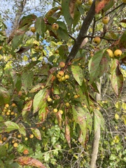 Malus hupehensis