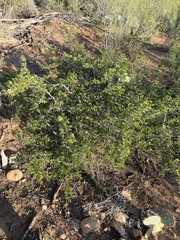 Vachellia rigidula