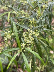Logania albiflora