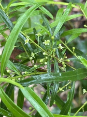 Logania albiflora