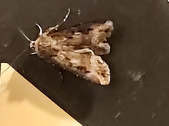 Agrotis ipsilon