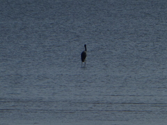 Ephippiorhynchus asiaticus