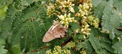 Telegonus