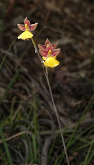 Cyrtochilum aureum