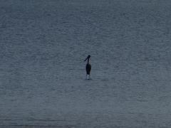 Ephippiorhynchus asiaticus