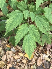 Actaea pachypoda
