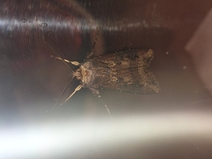 Agrotis ipsilon