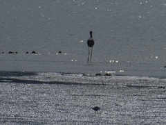 Ephippiorhynchus asiaticus