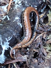 Batrachoseps attenuatus